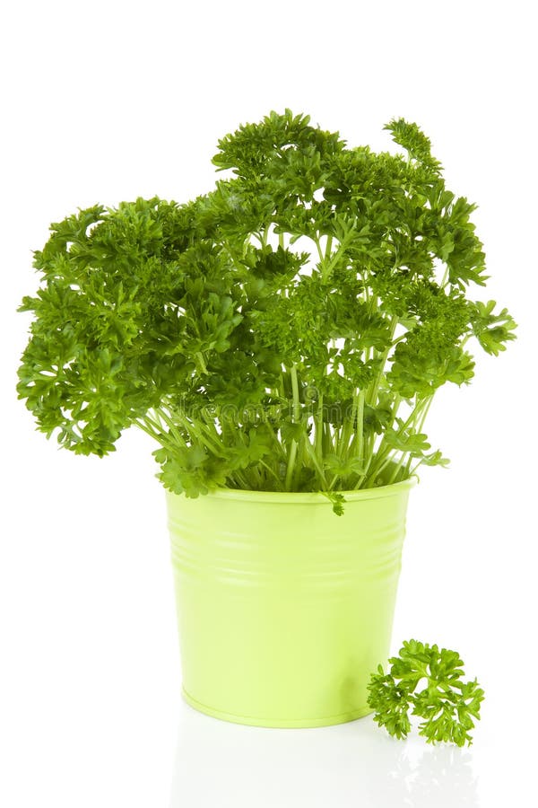 Fresh Parsley And Chives In Pot Stock Photo Image of green, food