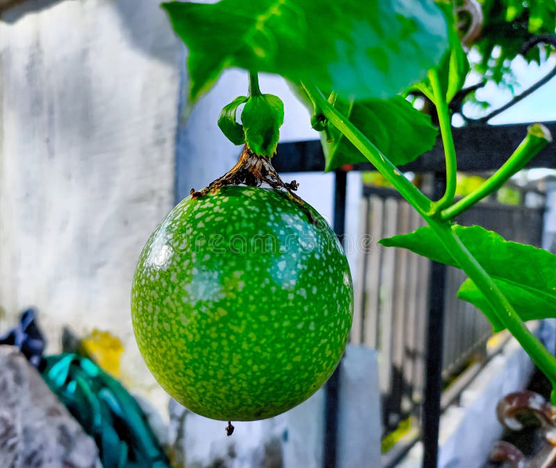 Fresh Passion Fruit is Still Growing To Ripen Stock Photo Image of