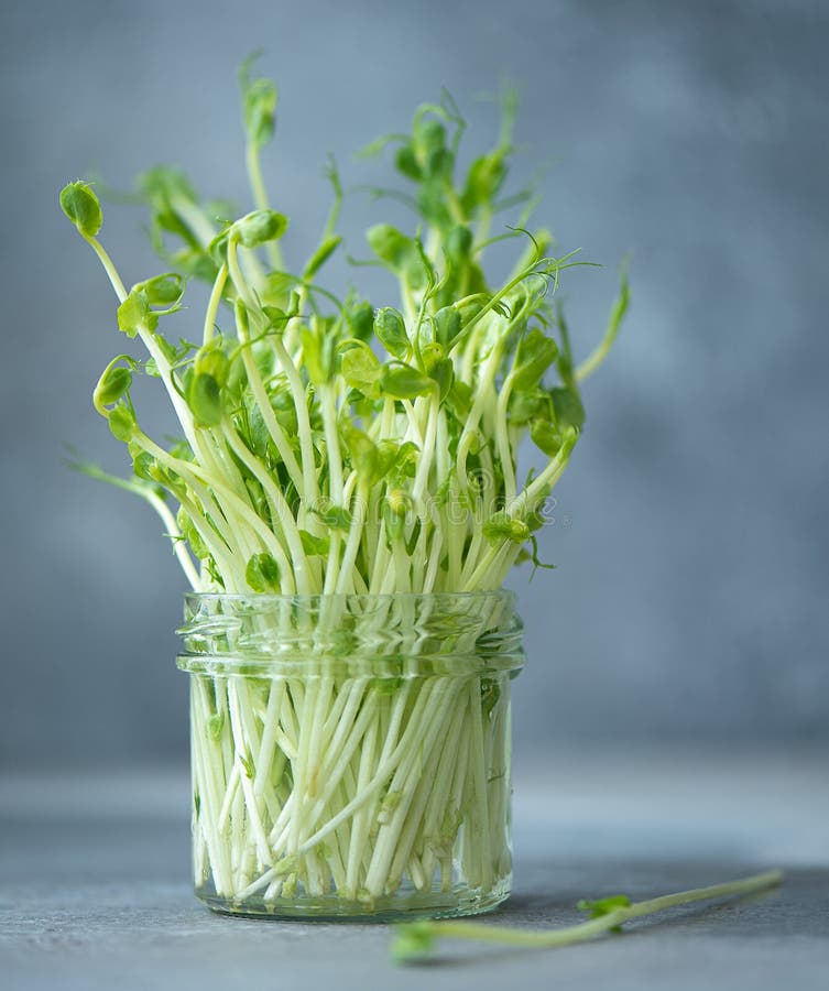 Fresh pea microgreens in a glass jar on grey background