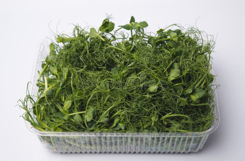 Fresh pea shoots on white stock photo. Image of bean 180846184