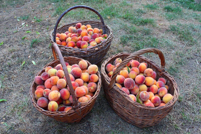 Fresh peaches stock image. Image of background, 58131691
