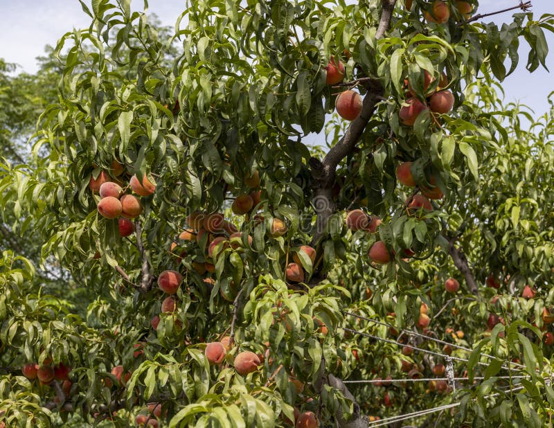 Fresh Peaches on the Trees in a Fruit Orchard Stock Photo Image of