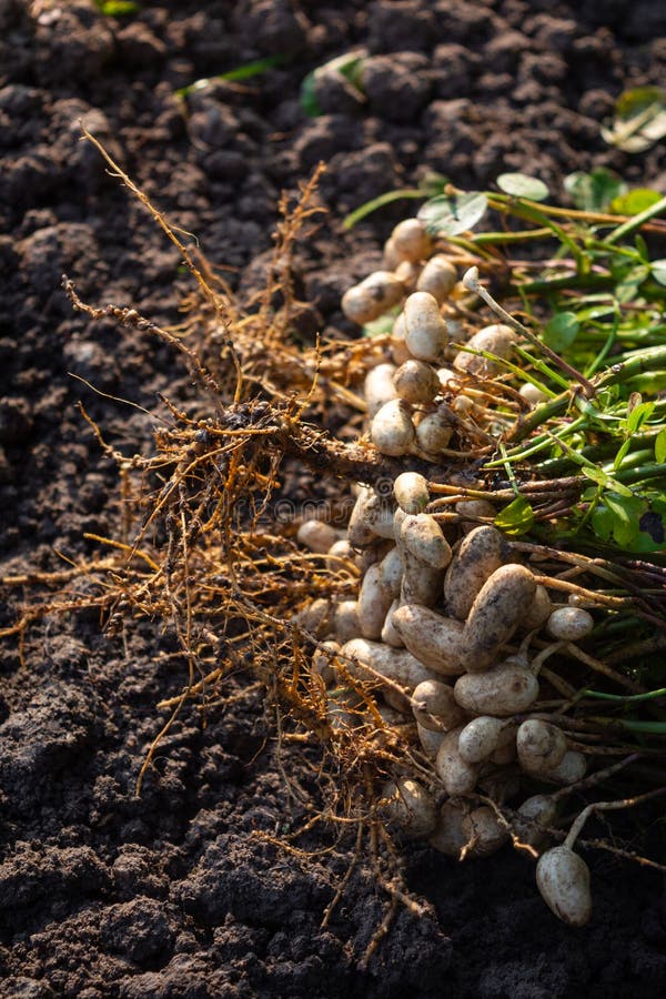 Fresh Peanuts Plants with Roots. Stock Image Image of nutrition, farm