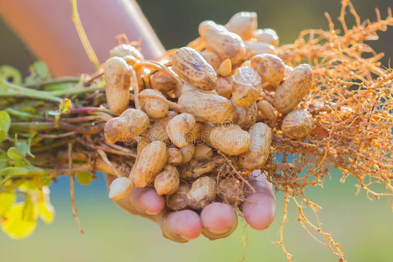 The harvest of peanuts stock photo. Image of groundnut 77790716