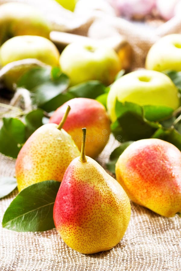 Fresh pears and apples stock photo. Image of apple, leaf 26736398