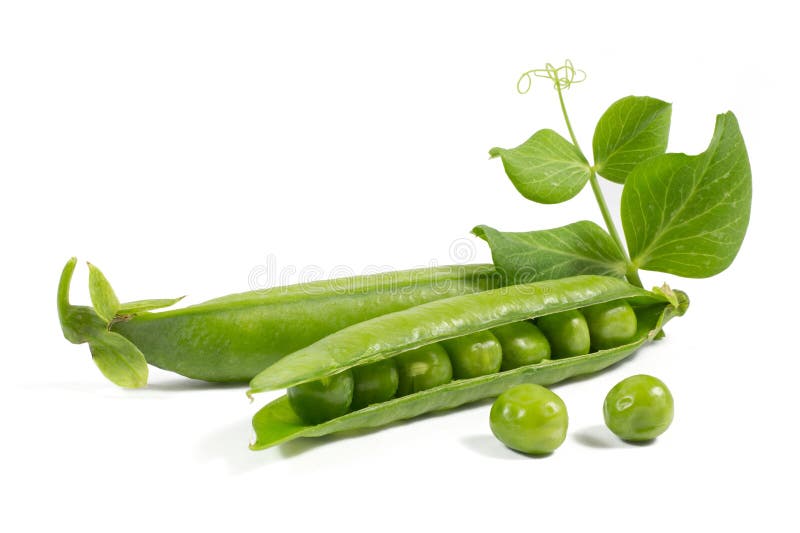 Fresh Peas with Green Leaf Isolated on White Stock Image Image of
