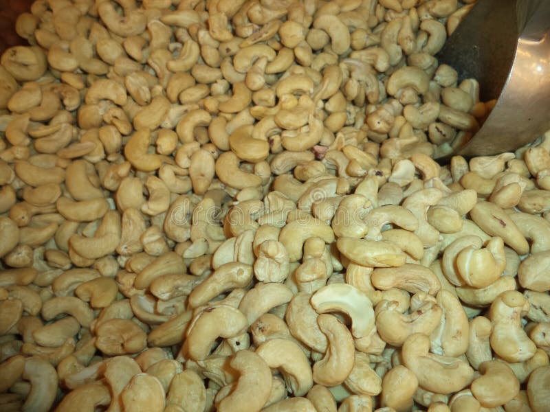 Fresh peeled cashew nuts stock image. Image of isolated 176868923