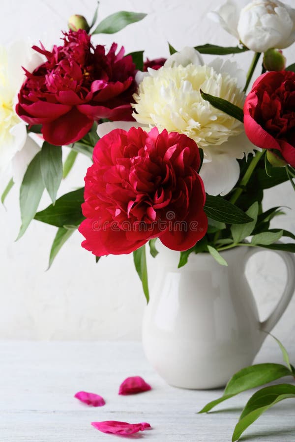 Fresh Peonies In White Vase Stock Photo Image of spring, plant 76684682