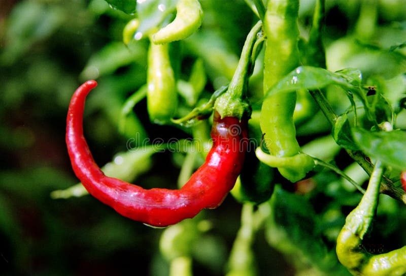 Fresh pepper