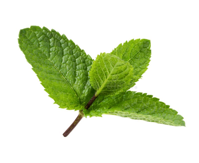 Fresh Peppermint Leaves Isolated on White Stock Photo Image of