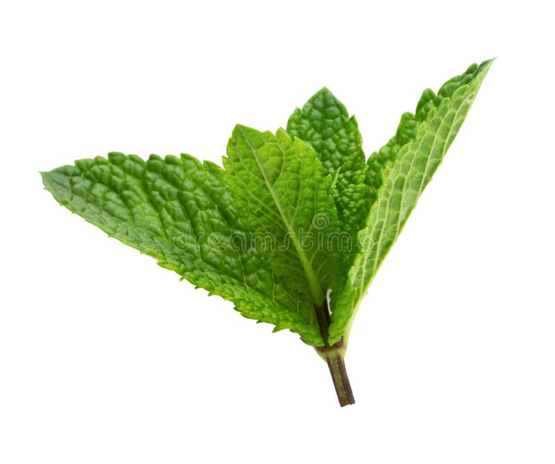 Fresh Peppermint Leaves Isolated on White Stock Photo Image of