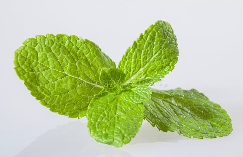 Fresh peppermint leaves stock image. Image of eating 66583053