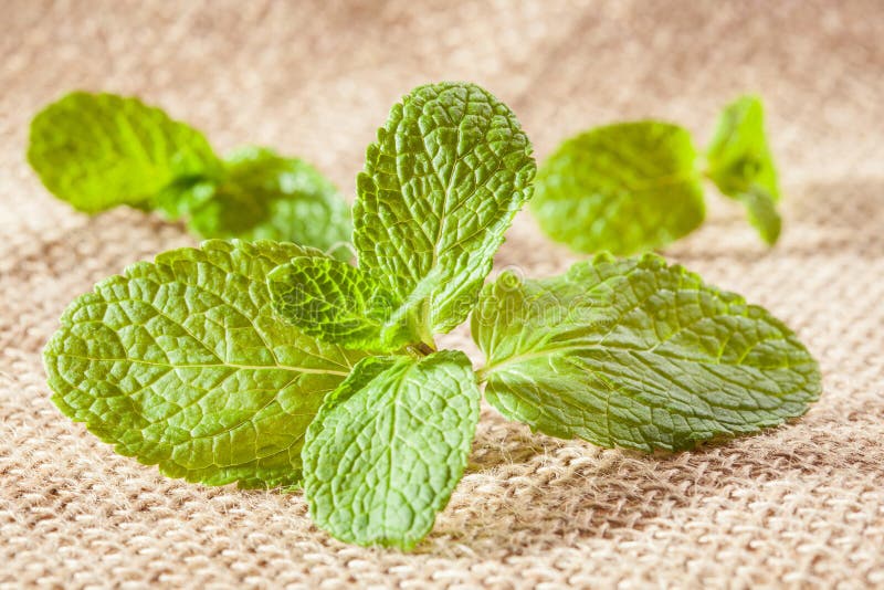 Fresh peppermint leaves stock photo. Image of garden 66583084