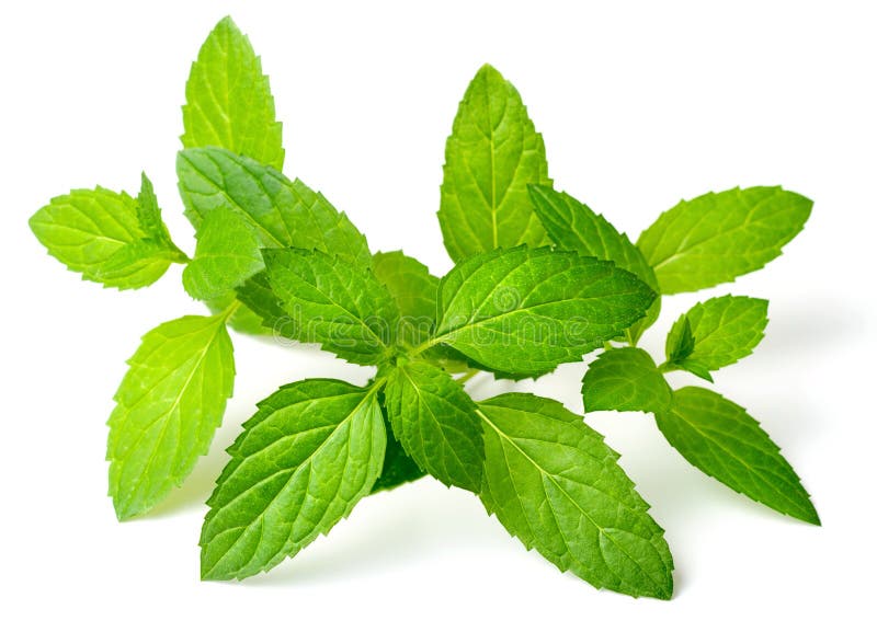 Fresh Peppermint Leaves on White Stock Photo Image of plant, spice