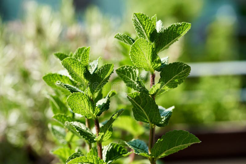 Fresh Peppermint Plant Growing Outdoors, Close Up Stock Image Image