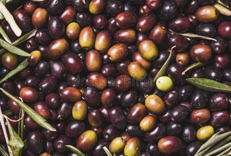 Olives stock image. Image of italy, harvest, greece, agriculture 35563085