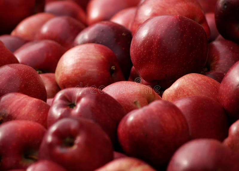 Fresh Picked Red Delicious Apples Stock Image Image of autumn, organic 6769223