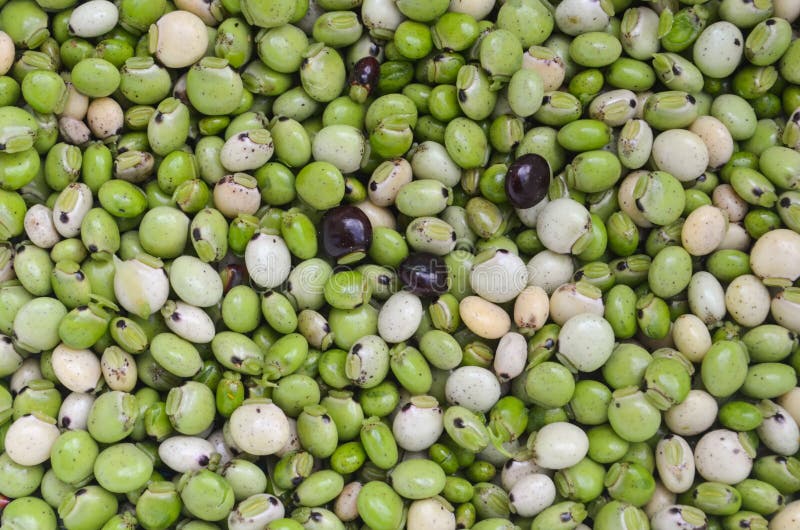 Fresh pigeon peas stock image Fresh pigeon peas stock image