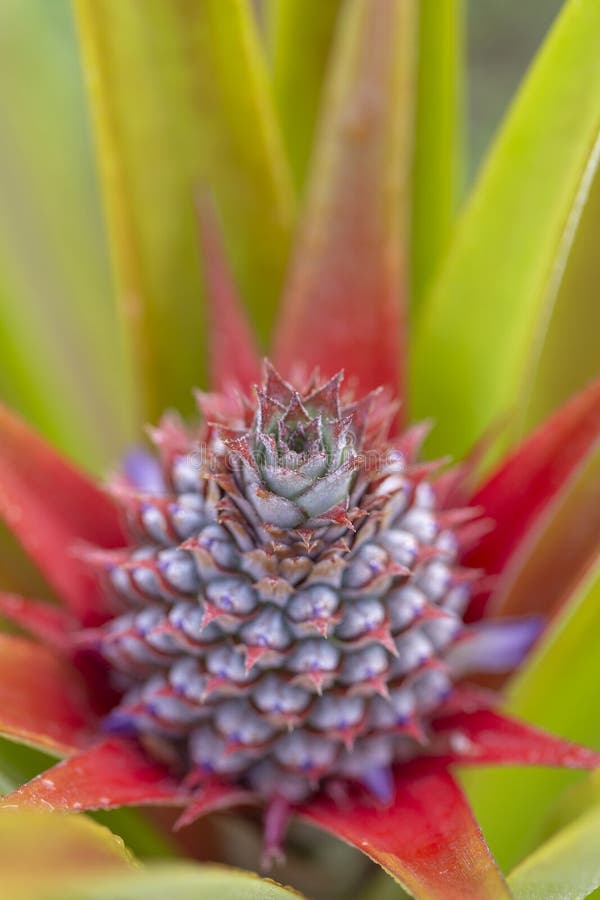 Fresh Pineapple Fruit in Garden Stock Image Image of nature, diet