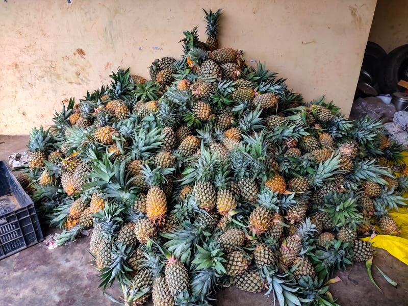Fresh Pineapple on Local Market. Bunch of Pineapple for Sale in Bazaar