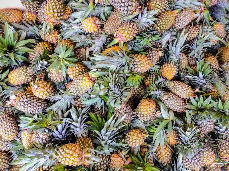 Fresh Pineapple on Local Market. Bunch of Pineapple for Sale in Bazaar