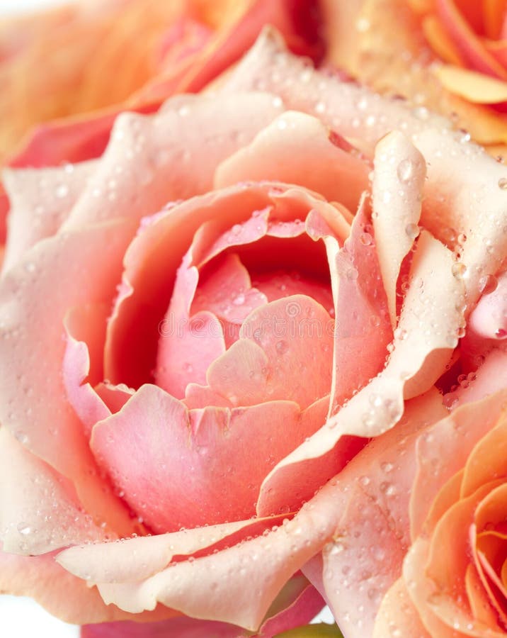 Fresh pink garden roses royalty free stock photo