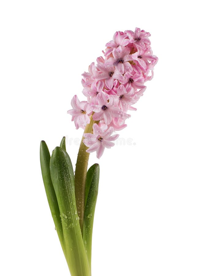 Fresh Pink Hyacinths Flowers in Watering Can and Word Love Stock Image ...