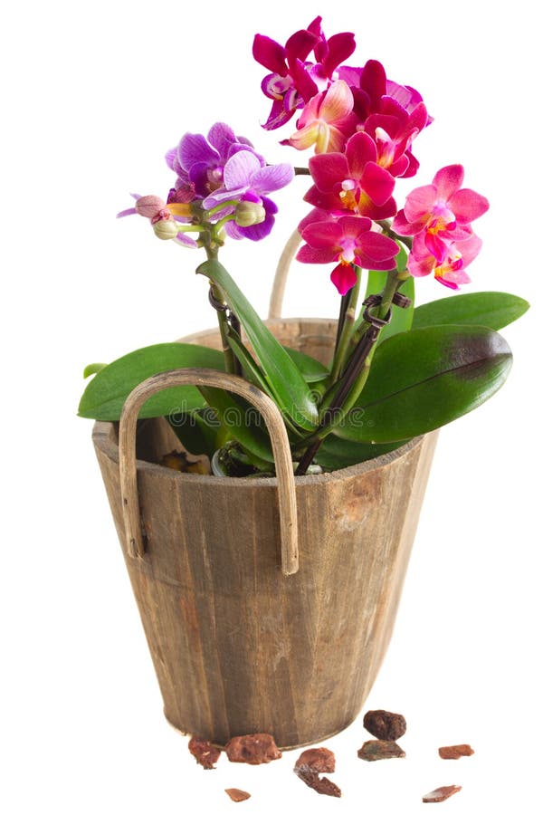 Fresh pink orchid in pot