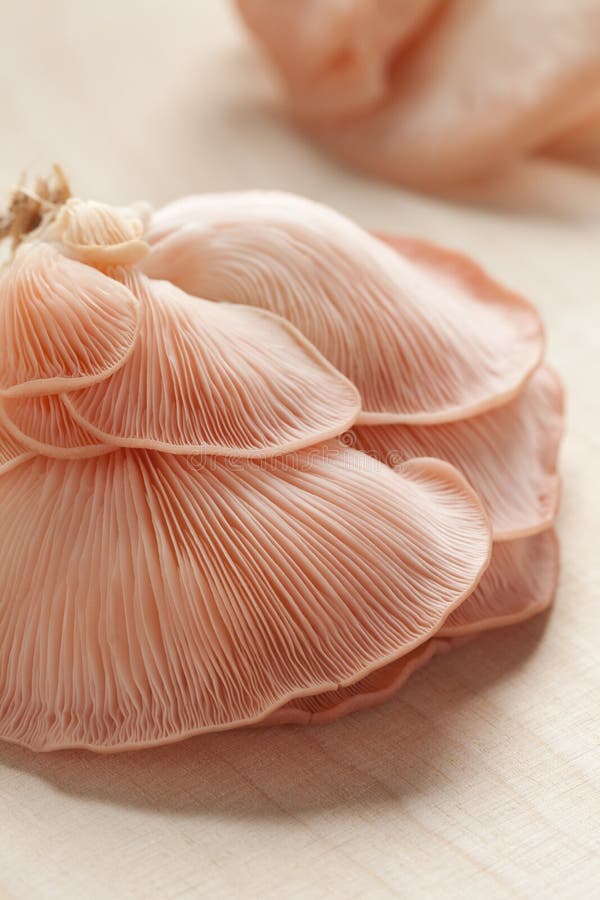 Fresh Pink Oyster Mushrooms Stock Photo Image of fungus, edible 60859710
