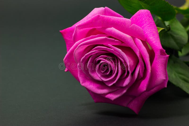 Fresh pink rose close up on dark background floral background royalty free stock photography Fresh pink rose close up on dark background floral background royalty free stock photography