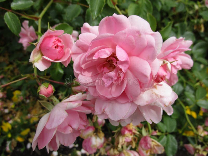 Fresh Pink Rose Flowers at a Rose Garden, Canada, 2018 Stock Photo