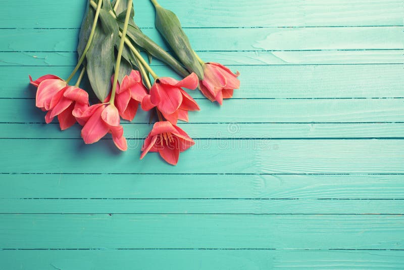 Coral Teal Floral Background Stock Photos - Free & Royalty-Free Stock Photos from Dreamstime Coral Teal Floral Background Stock Photos - Free & Royalty-Free Stock Photos from Dreamstime