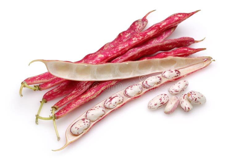 Fresh Pinto Beans Isolated on White Stock Photo Image of pile