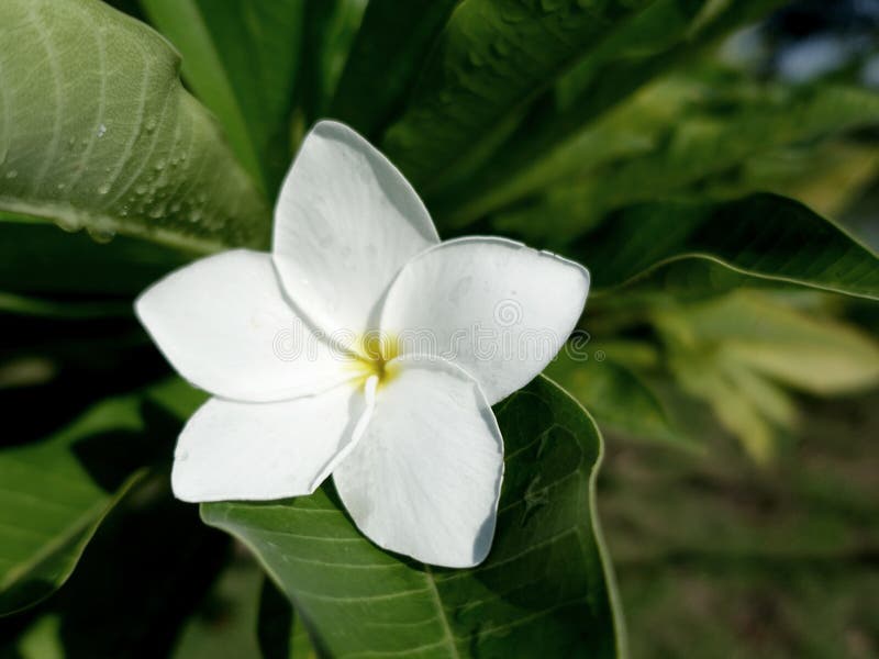 Fresh Plumeria Flower, White Yellow Flower Blooms Highly Fragran Stock