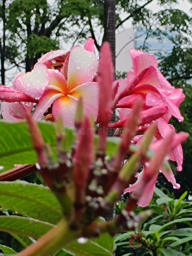 Fresh Plumeria Rubra Wet from the Rain Stock Image Image of floral