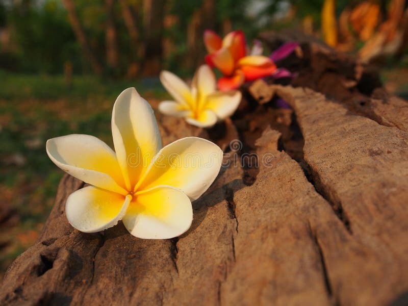 Fresh Plumeria stock image. Image of invitation, grass 37277989