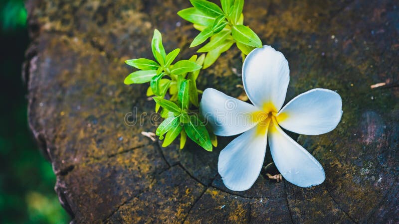 Fresh Plumeria White Flowering Plant royalty free stock photography Fresh Plumeria White Flowering Plant royalty free stock photography