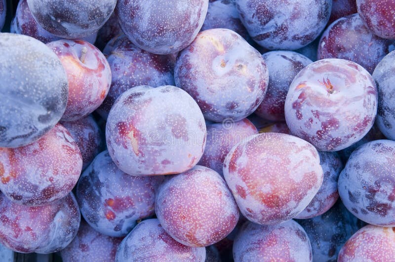 Fresh plums stock photo. Image of natural, vegetarian 21371274