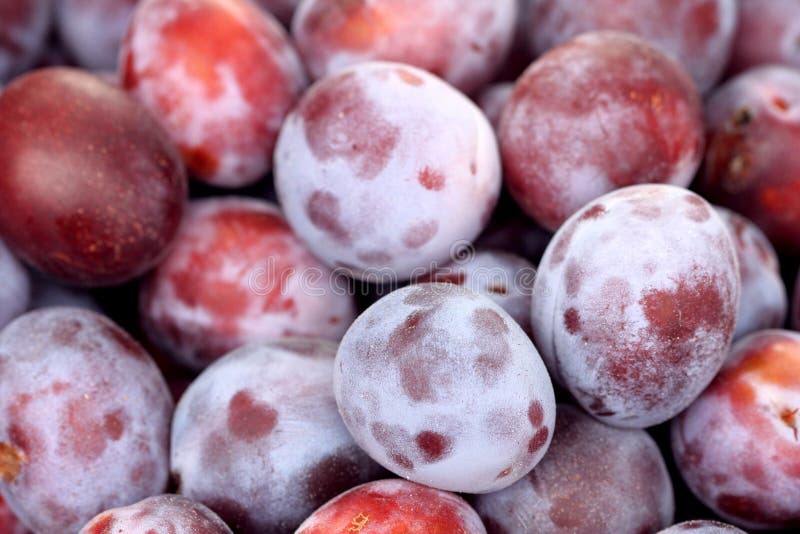Fresh plums stock image. Image of freshness, garden, ripe 33761589