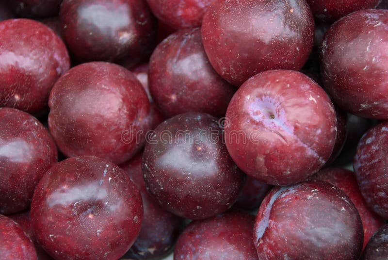 Fresh plums stock image. Image of freshness, garden, ripe 33761589