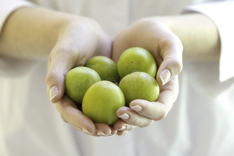 Fresh plums in woman s hands.