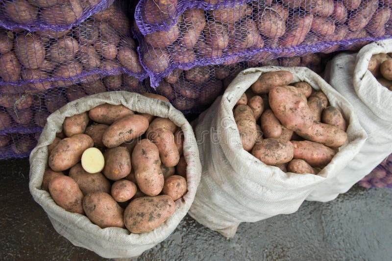 Fresh potatoes in a bags