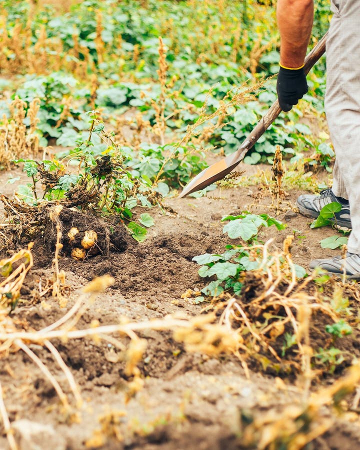 Fresh Potatoes Dig From Ground in The farm. Potato Harvesting. royalty free stock image Fresh Potatoes Dig From Ground in The farm. Potato Harvesting. royalty free stock image