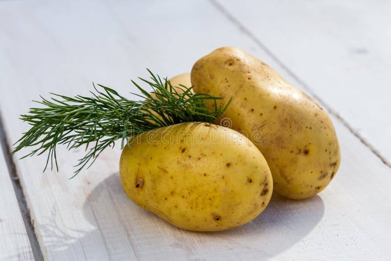 Fresh potatoes and dill stock photo. Image of multi, colored 24639474
