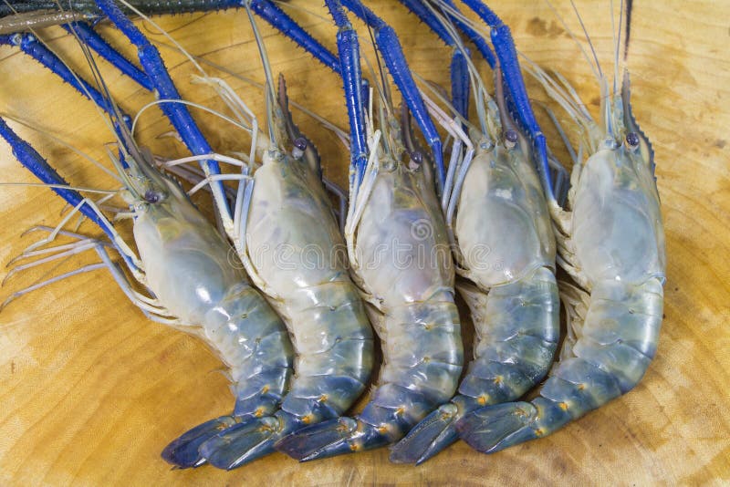 Fresh prawn stock photo. Image of cuisine, appetizer 59719350