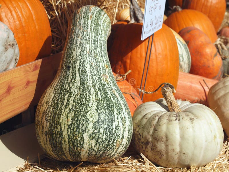Fresh Pumpkins, Gourds and Squash Stock Image Image of ripe, fresh