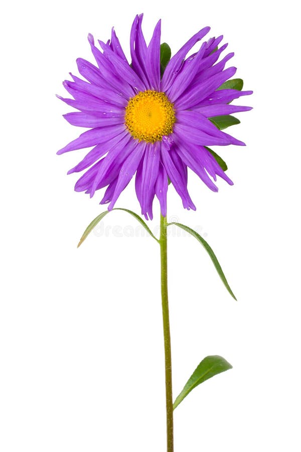 Fresh purple aster