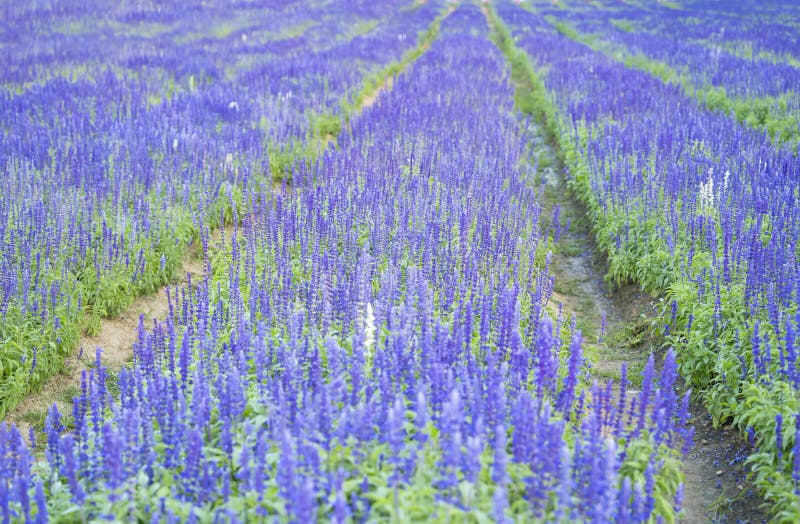 149 Sage Colored Flowers Stock Photos Free & RoyaltyFree Stock Photos from Dreamstime