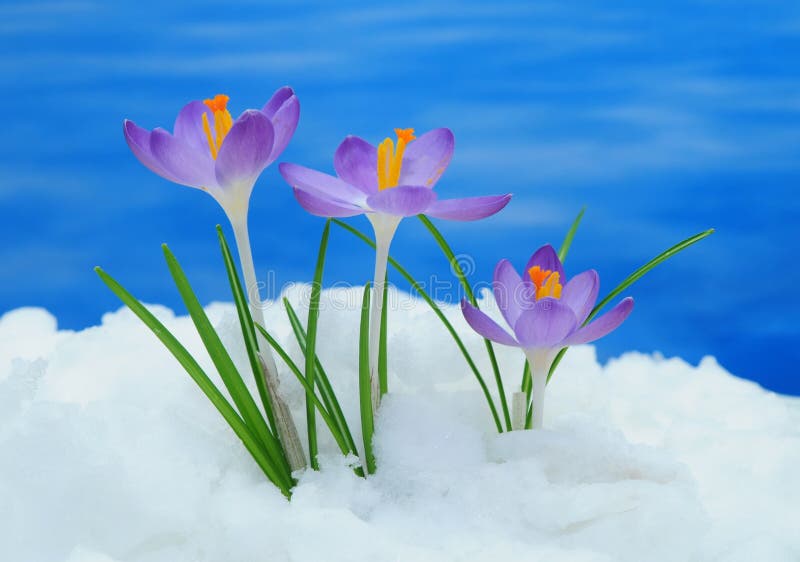 Crocus in snow