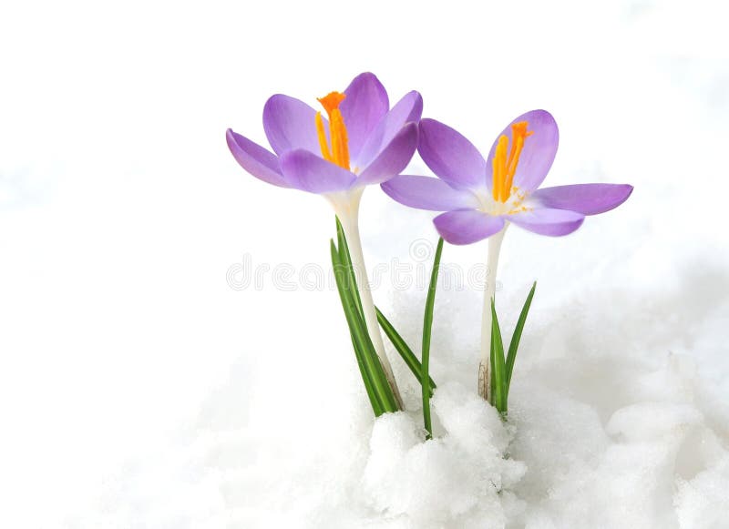 Crocus in snow